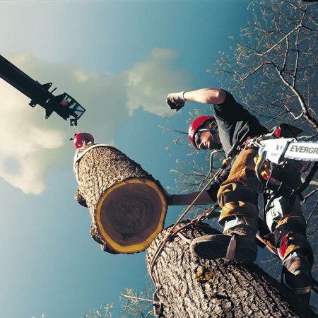 Evergreen-Tree-Service-in-Largo-Tampa-St-Pete